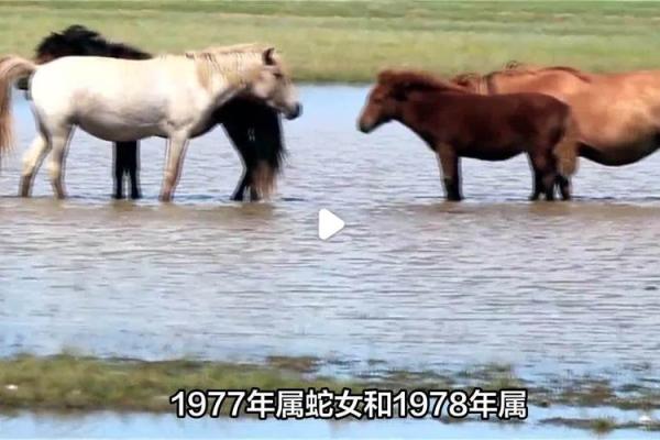 1978年1月属蛇还是属马_1978年1月属蛇命苦吗 1978年1月属蛇还是属马_1978年1月属蛇命苦吗