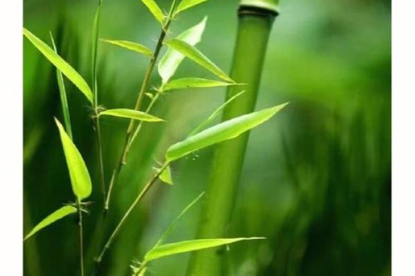 竹子生来节节高是什么生肖打一肖(竹子有节节高升的寓意吗) 竹子生来节节高是什么生肖打一肖(竹子有节节高升的寓意吗)