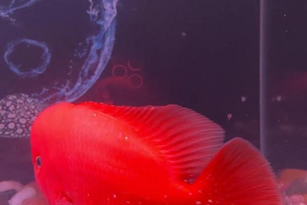 养罗汉鱼风水好吗